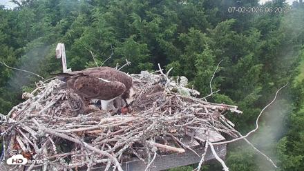 Medina Washington Live Osprey Nest Webcam - Jul 2, 2026, 6:21am PDT