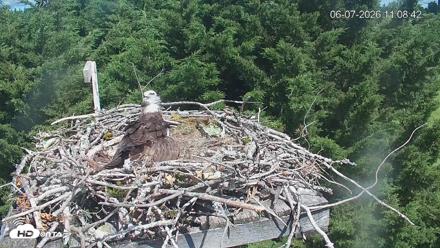 Medina Washington Live Osprey Nest Webcam - Jun 7, 2026, 11:09am PDT