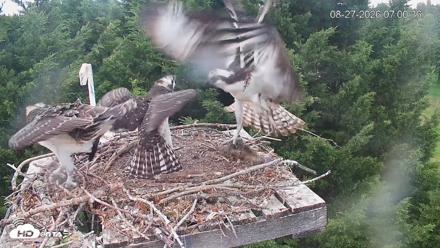 Medina Washington Live Osprey Nest Webcam - Aug 27, 2026, 7:01am PDT