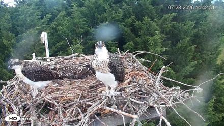 Medina Washington Live Osprey Nest Webcam - Jul 28, 2026, 2:47pm PDT