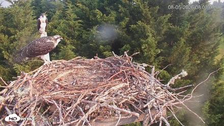 Medina Washington Live Osprey Nest Webcam - Aug 5, 2026, 8:03am PDT