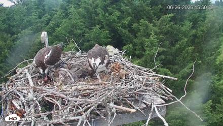 Medina Washington Live Osprey Nest Webcam - Jun 26, 2026, 3:51pm PDT