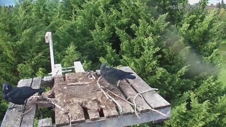 Medina Washington Live Osprey Nest Webcam - Oct 19, 2025, 4:20pm PDT