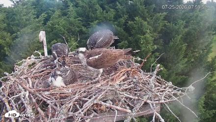 Medina Washington Live Osprey Nest Webcam - Jul 25, 2026, 8:00am PDT