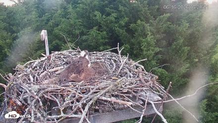Medina Washington Live Osprey Nest Webcam - Jun 16, 2026, 5:29am PDT