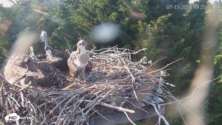 Medina Washington Live Osprey Nest Webcam - Jul 13, 2026, 6:26pm PDT