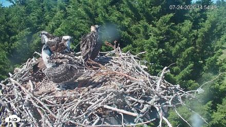 Medina Washington Live Osprey Nest Webcam - Jul 24, 2026, 2:55pm PDT