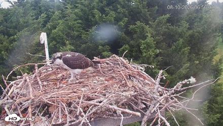 Medina Washington Live Osprey Nest Webcam - Aug 10, 2026, 6:56am PDT
