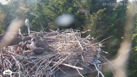 Medina Washington Live Osprey Nest Webcam - Jul 13, 2026, 6:35pm PDT