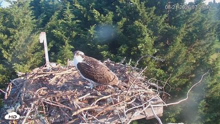 Medina Washington Live Osprey Nest Webcam - Aug 21, 2026, 7:29am PDT