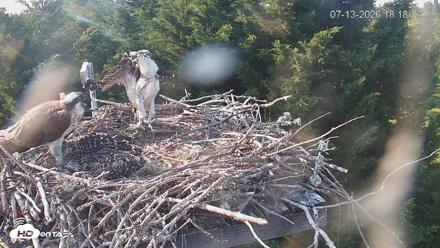 Medina Washington Live Osprey Nest Webcam - Jul 13, 2026, 6:19pm PDT