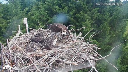 Medina Washington Live Osprey Nest Webcam - Jul 10, 2026, 8:51am PDT