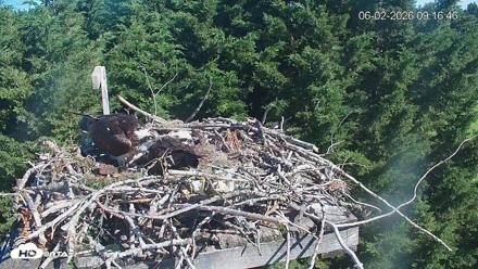 Medina Washington Live Osprey Nest Webcam - Jun 2, 2026, 9:17am PDT