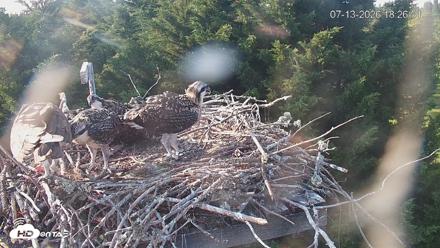 Medina Washington Live Osprey Nest Webcam - Jul 13, 2026, 6:27pm PDT