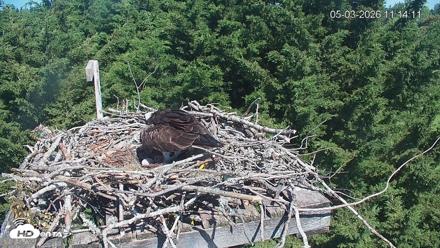 Medina Washington Live Osprey Nest Webcam - May 3, 2026, 11:15am PDT