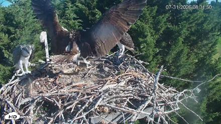 Medina Washington Live Osprey Nest Webcam - Jul 31, 2026, 8:32am PDT