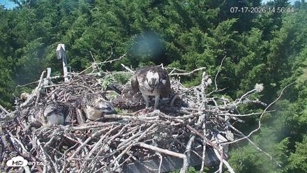 Medina Washington Live Osprey Nest Webcam - Jul 17, 2026, 2:57pm PDT