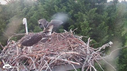Medina Washington Live Osprey Nest Webcam - Aug 7, 2026, 8:32pm PDT