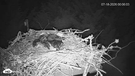 Medina Washington Live Osprey Nest Webcam - Jul 18, 2026, 12:07am PDT