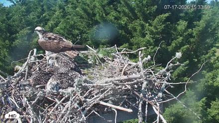 Medina Washington Live Osprey Nest Webcam - Jul 17, 2026, 3:34pm PDT
