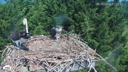 Medina Washington Live Osprey Nest Webcam - Aug 18, 2026, 11:22am PDT