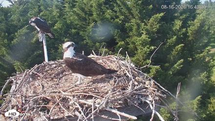Medina Washington Live Osprey Nest Webcam - Aug 16, 2026, 4:43pm PDT