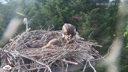 Medina Washington Live Osprey Nest Webcam - Jun 30, 2026, 7:18pm PDT