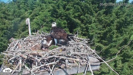 Medina Washington Live Osprey Nest Webcam - May 2, 2026, 11:53am PDT