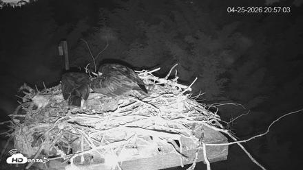 Medina Washington Live Osprey Nest Webcam - Apr 25, 2026, 8:57pm PDT