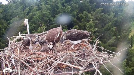 Medina Washington Live Osprey Nest Webcam - Jul 28, 2026, 7:01am PDT
