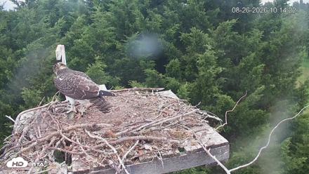 Medina Washington Live Osprey Nest Webcam - Aug 26, 2026, 10:15am PDT