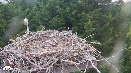 Medina Washington Live Osprey Nest Webcam - Jun 25, 2026, 5:46am PDT