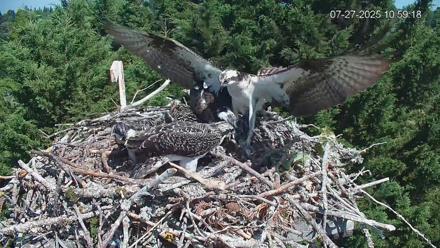 Medina Washington Live Osprey Nest Webcam - Jul 27, 2025, 11:02am PDT