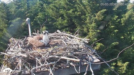 Medina Washington Live Osprey Nest Webcam - May 2, 2026, 5:04pm PDT