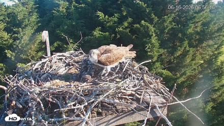 Medina Washington Live Osprey Nest Webcam - Jun 16, 2026, 6:57am PDT