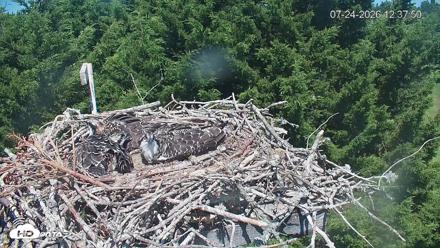 Medina Washington Live Osprey Nest Webcam - Jul 24, 2026, 12:38pm PDT