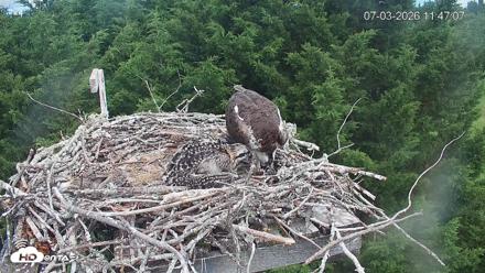 Medina Washington Live Osprey Nest Webcam - Jul 3, 2026, 11:47am PDT