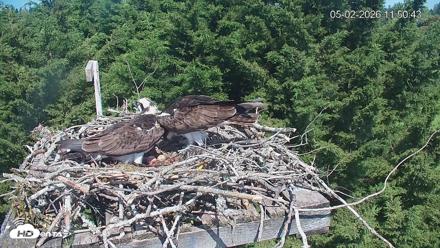Medina Washington Live Osprey Nest Webcam - May 2, 2026, 11:51am PDT