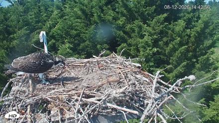 Medina Washington Live Osprey Nest Webcam - Aug 12, 2026, 2:43pm PDT