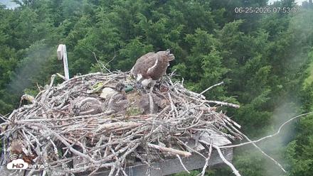Medina Washington Live Osprey Nest Webcam - Jun 25, 2026, 7:54am PDT
