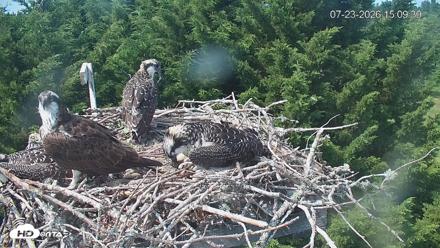 Medina Washington Live Osprey Nest Webcam - Jul 23, 2026, 3:10pm PDT