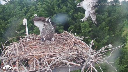 Medina Washington Live Osprey Nest Webcam - Aug 10, 2026, 9:03am PDT