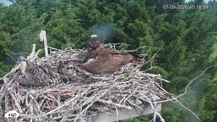 Medina Washington Live Osprey Nest Webcam - Jul 9, 2026, 10:19am PDT