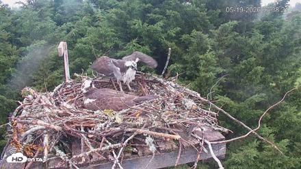 Medina Washington Live Osprey Nest Webcam - May 19, 2026, 6:39am PDT