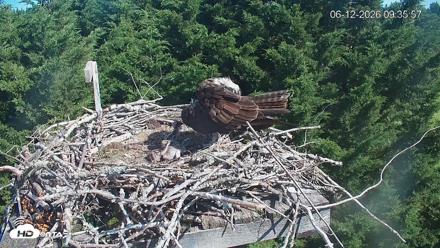 Medina Washington Live Osprey Nest Webcam - Jun 12, 2026, 9:36am PDT