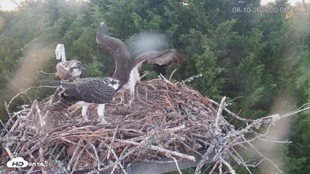 Medina Washington Live Osprey Nest Webcam - Aug 10, 2026, 8:03pm PDT