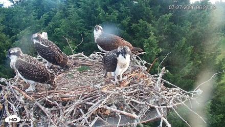 Medina Washington Live Osprey Nest Webcam - Jul 27, 2026, 6:26am PDT