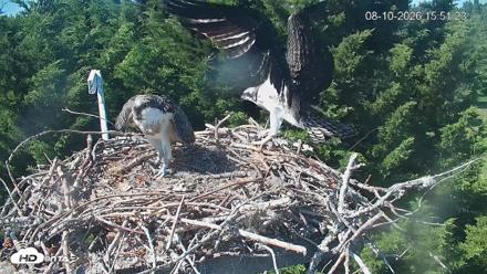 Medina Washington Live Osprey Nest Webcam - Aug 10, 2026, 3:52pm PDT