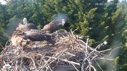 Medina Washington Live Osprey Nest Webcam - Aug 6, 2026, 5:15pm PDT