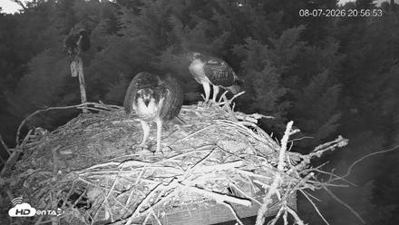 Medina Washington Live Osprey Nest Webcam - Aug 7, 2026, 8:57pm PDT